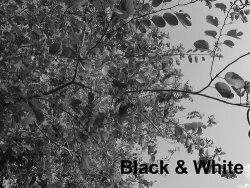 Black & White photo