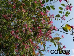 Color photo