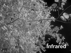 Infrared Photo