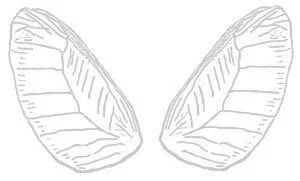 angel wings picture