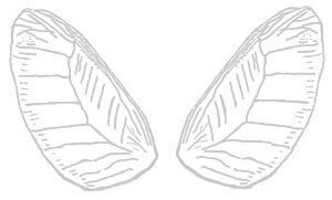 angel wings picture