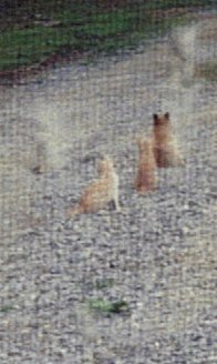 Animal Ghost Pictures!