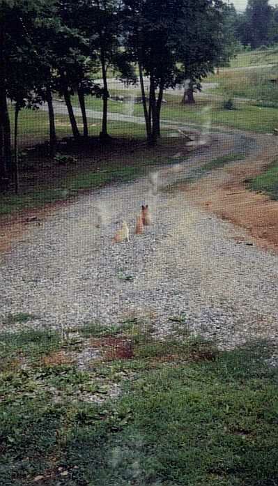 Animal ghosts picture...