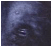 Dahlonega Mining Ghost Pictures