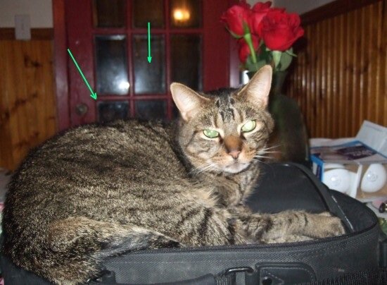Facial Apparition? Ghost Behind the Cat!