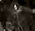 Famous Hampton Ghost Picture