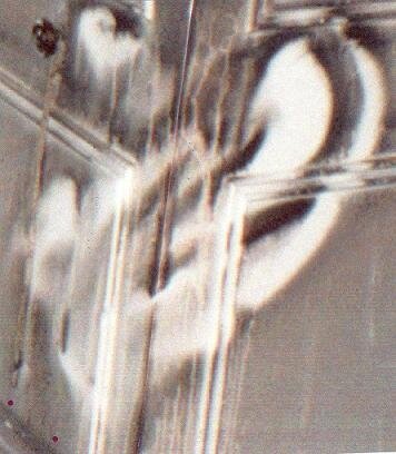 fire angels picture