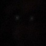 Ghost Dog Photo