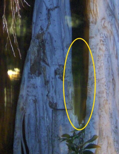 Hawaii Ghost Picture