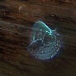 Ghostly Skull