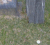 Orb Ghost Pictures
