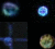 Orb Photographs - Ghost Pictures