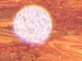Orb pictures: big orb!