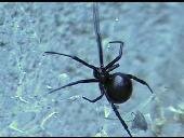 Scary Videos!  Spider