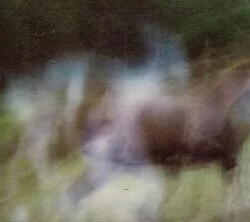 Ghost Spirit Horse Picture!