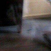 Whaley House Dog Ghost