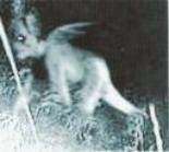 demon pic