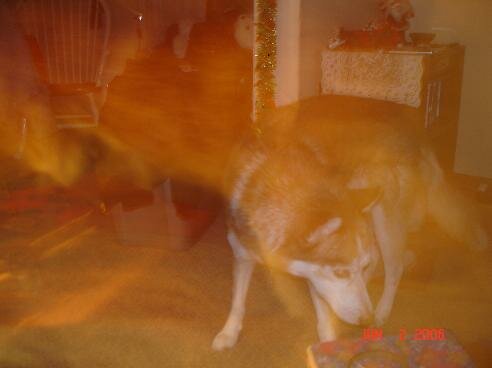 dog and ghost photo