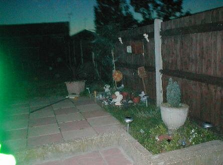 ghost dog
