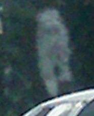ghost dog