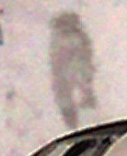 ghost dog