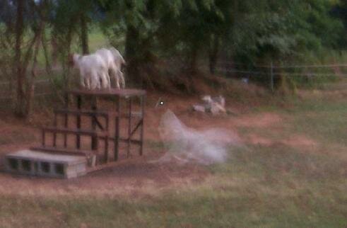 ghost hound ghost picture