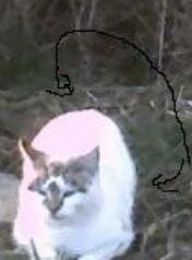 cat ghosts