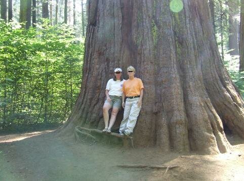 spiritual big trees state forest green orb