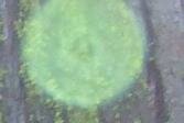 forest orb
