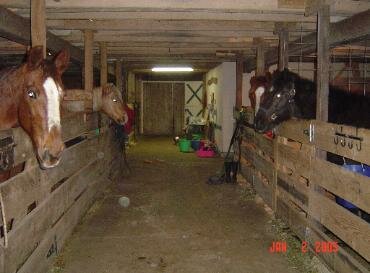 psychic horse ghost picture