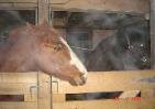 horse ghost picture