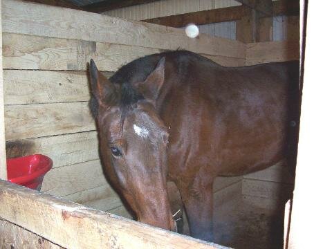 horses