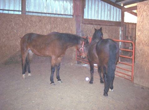 horse