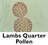 pollen
