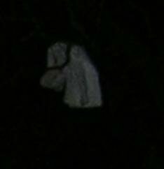 ghost pic