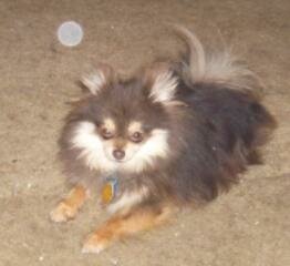 dog with orb picture