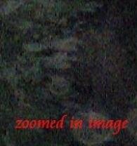 skull image
