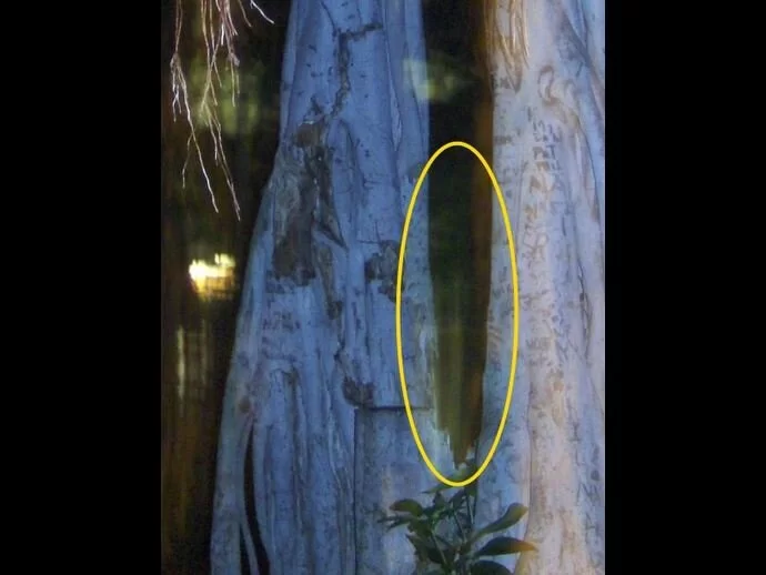 Hawaii Ghost Picture