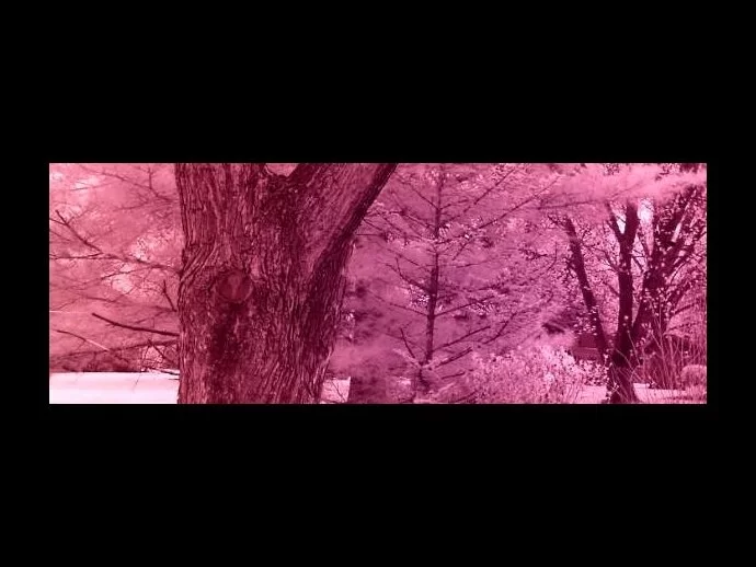 Infrared photo shows a pink hue when photographed using the 