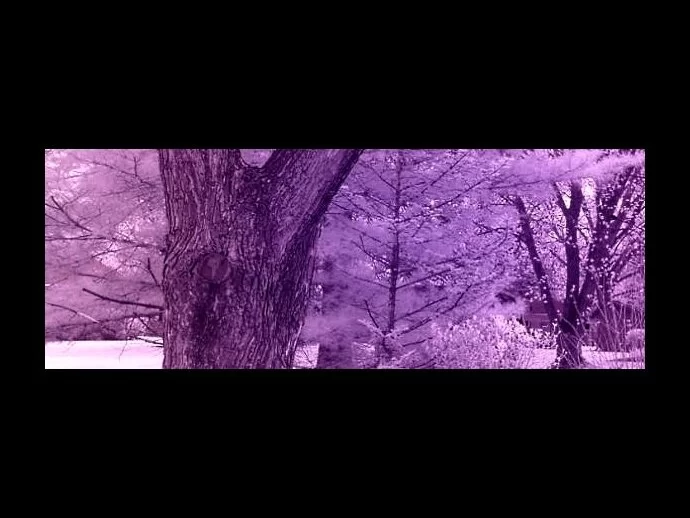 Infrared photo has a violet hue after setting the White Balance to 
